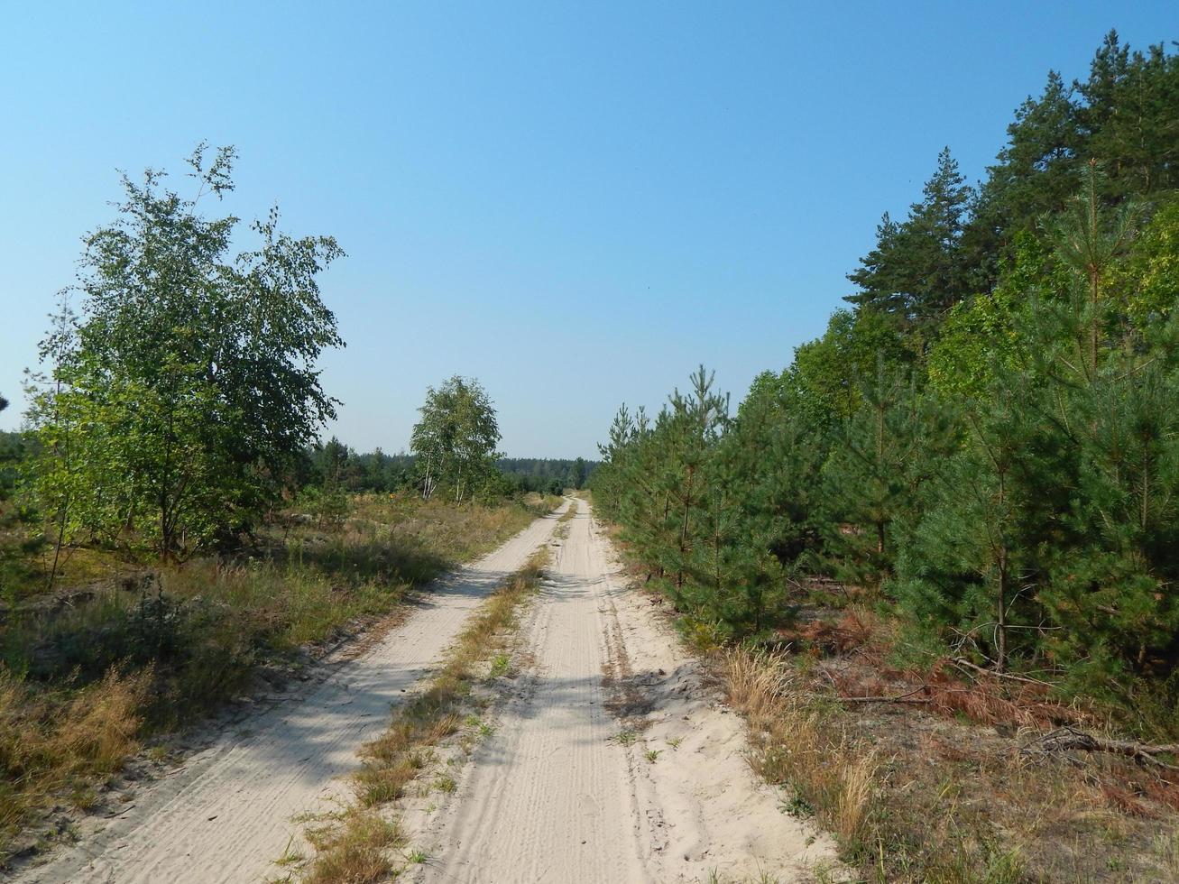 skog landskap träd tapeter trädet foto