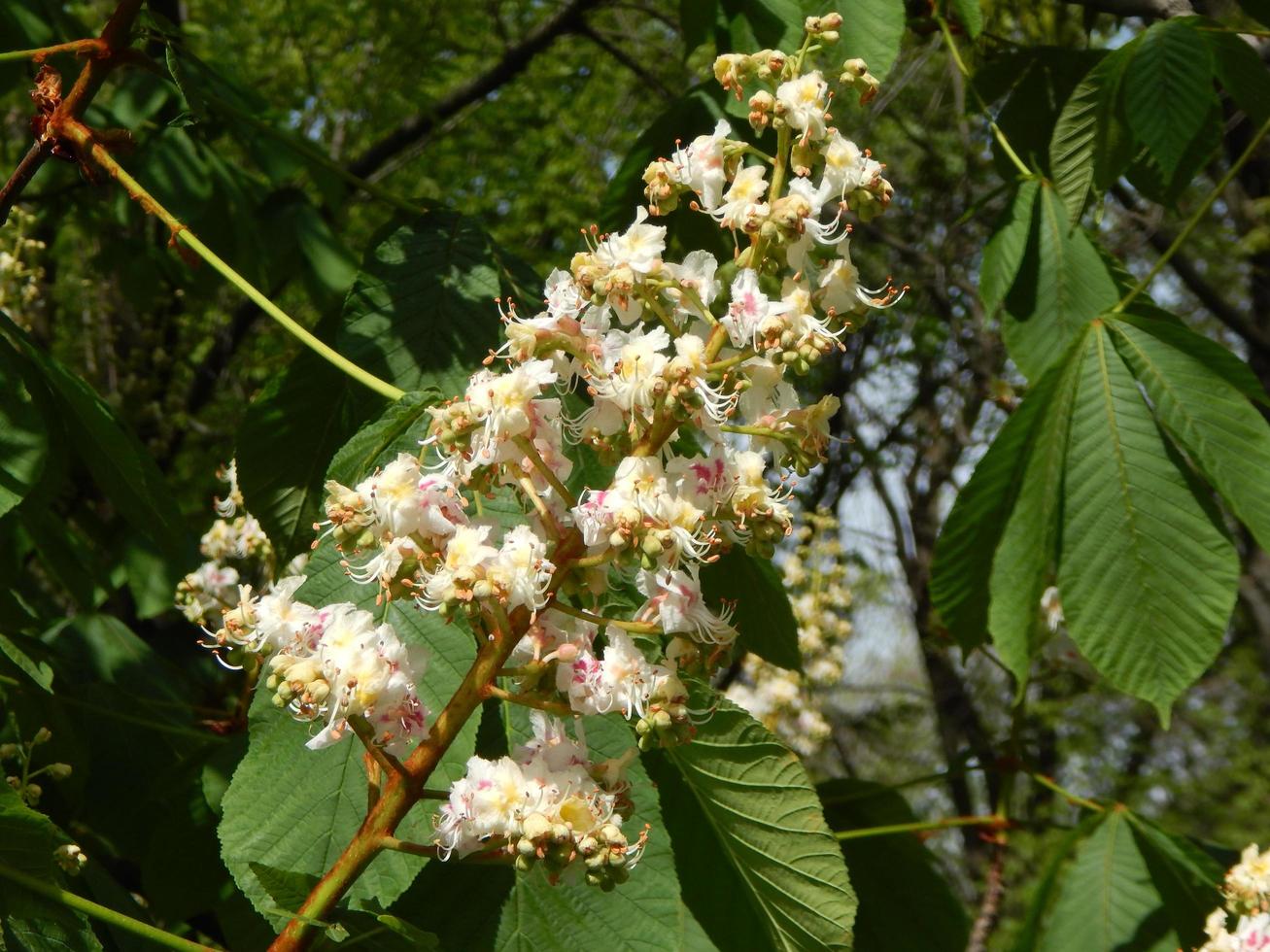 blommor blommar träd och buskar foto