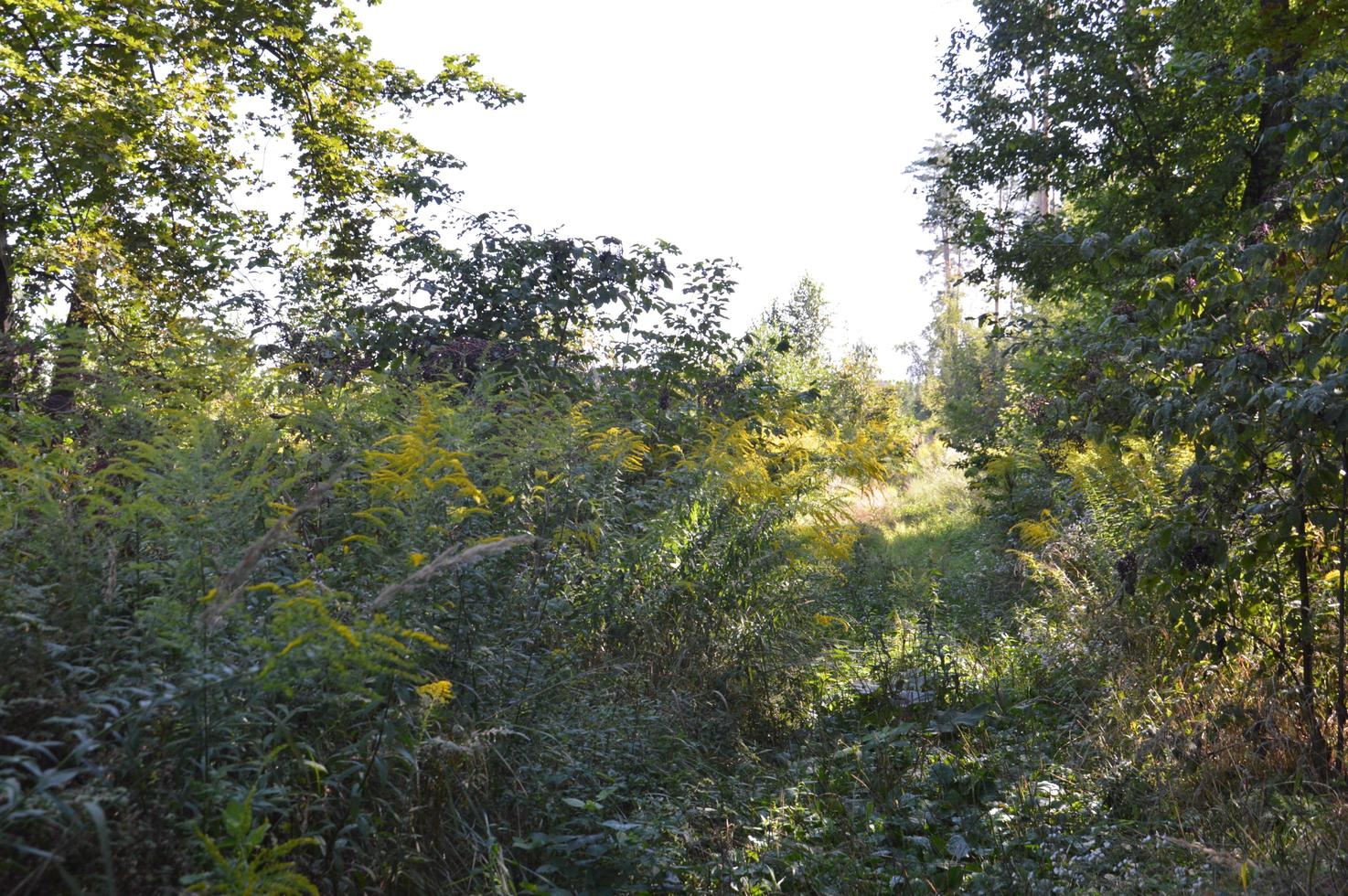 sommar grön skog i solljus foto