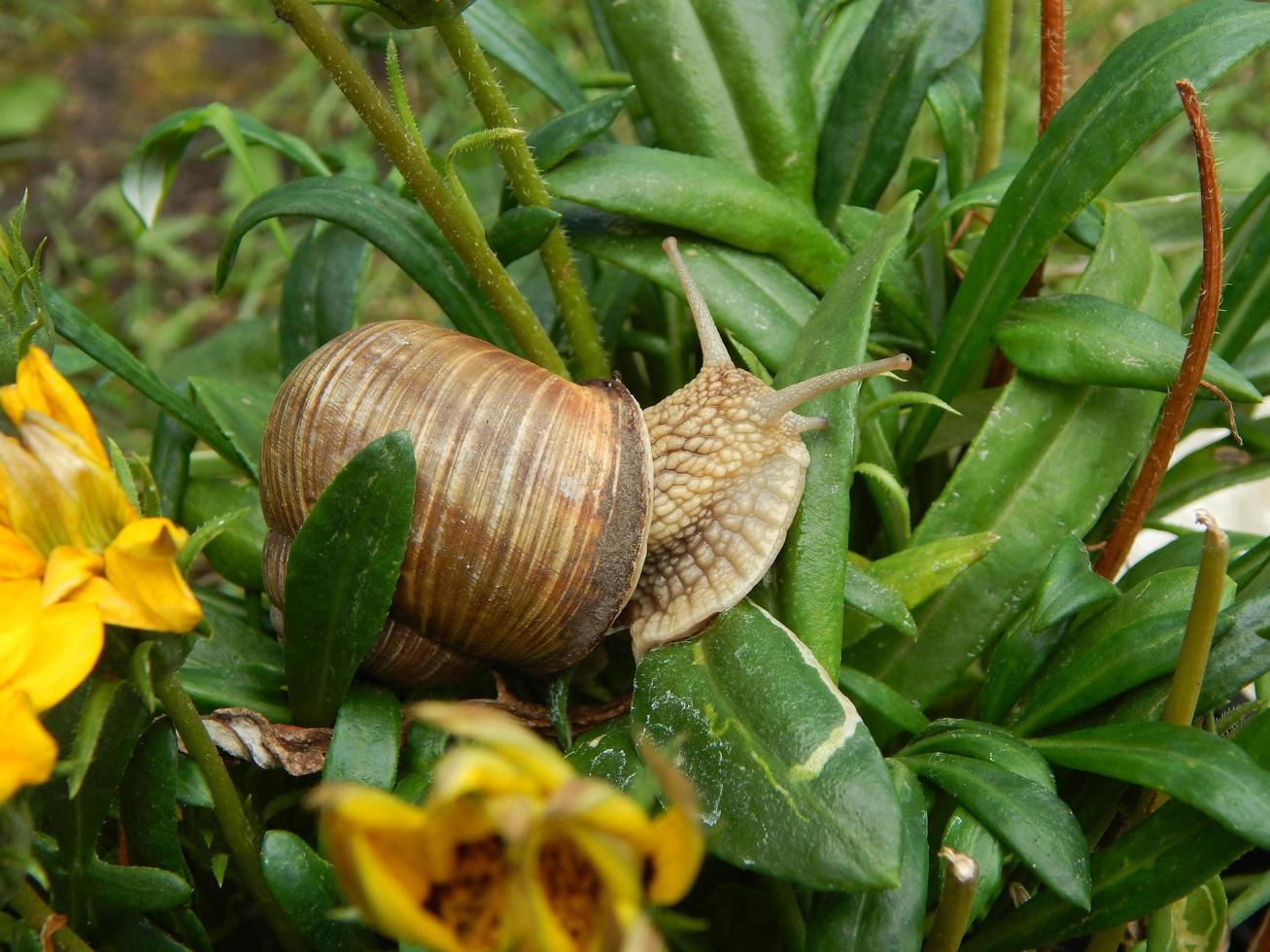 snigel som kryper det gröna gräset i trädgården foto