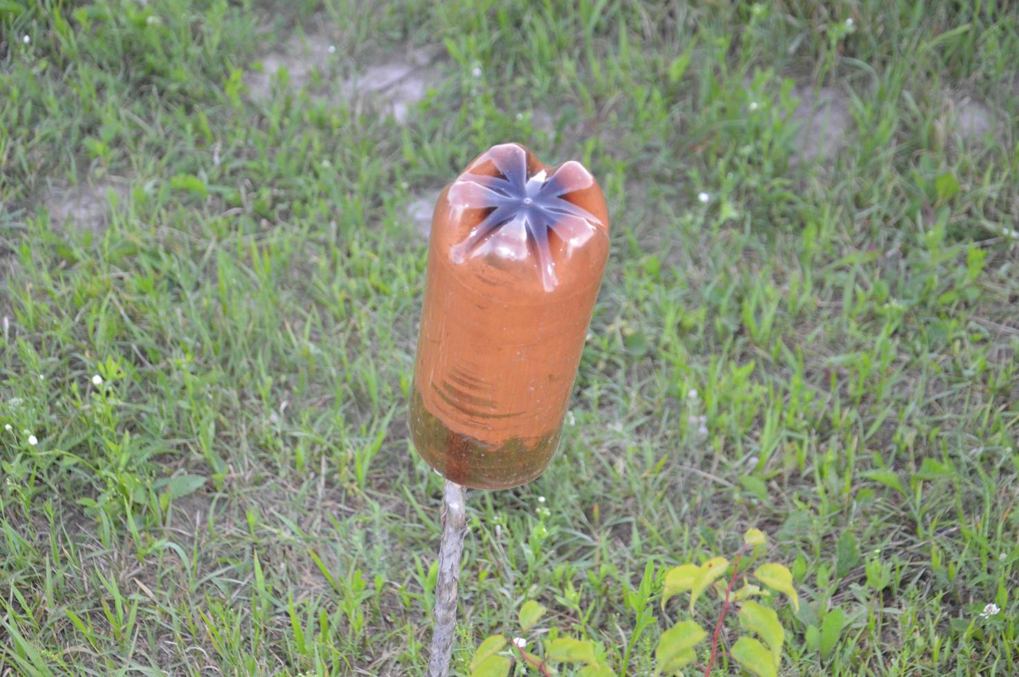 skyddsmekanism från plastflaskor mot mol till trädgården och grönsaken foto