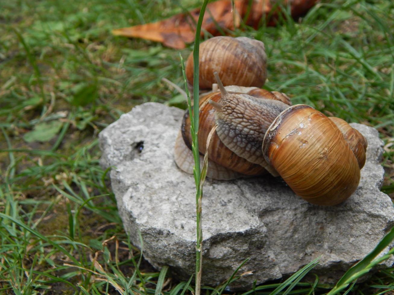 snigel som kryper det gröna gräset i trädgården foto