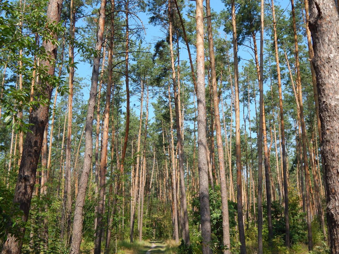 skog landskap träd tapeter trädet foto