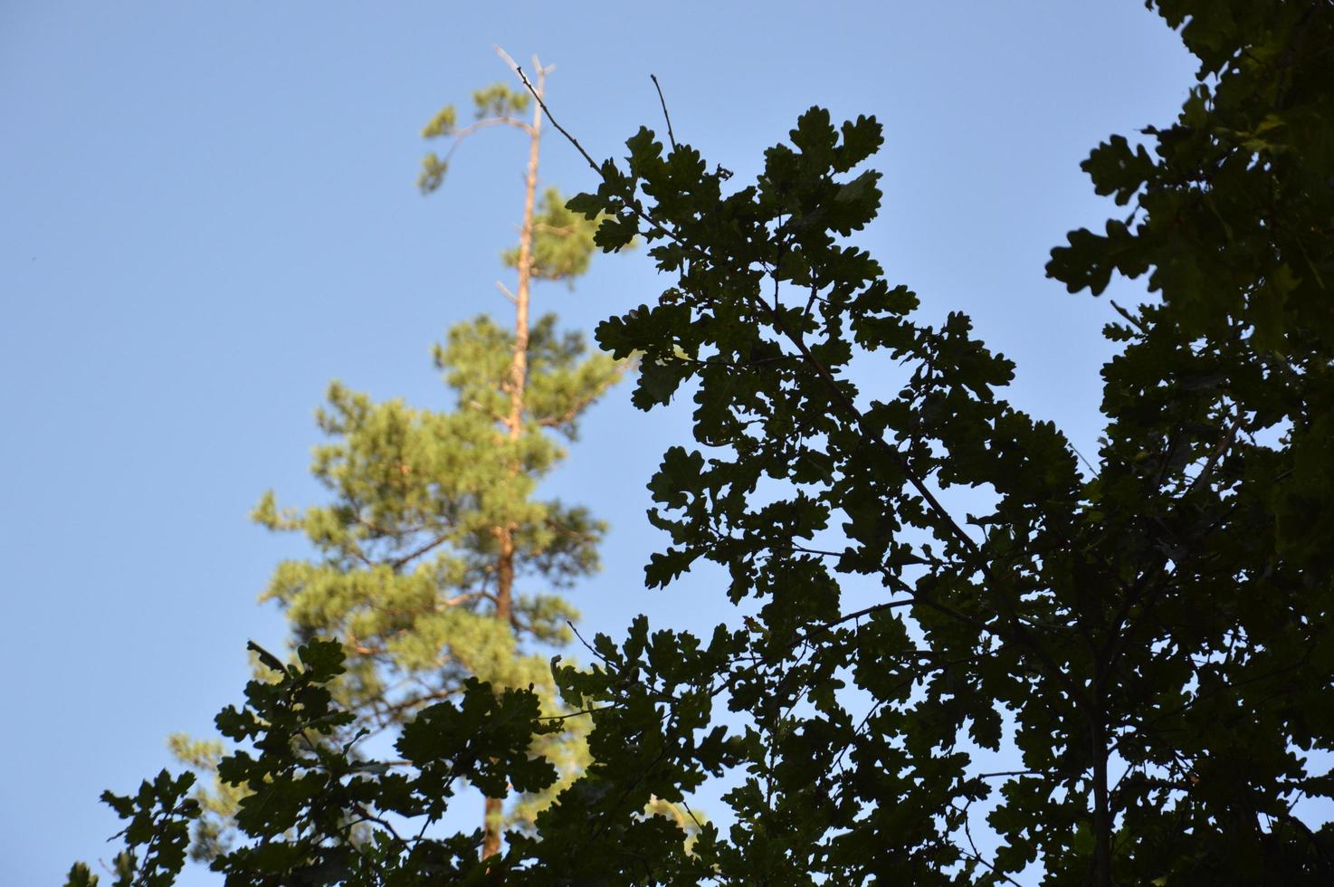 sommar grön skog i solljus foto