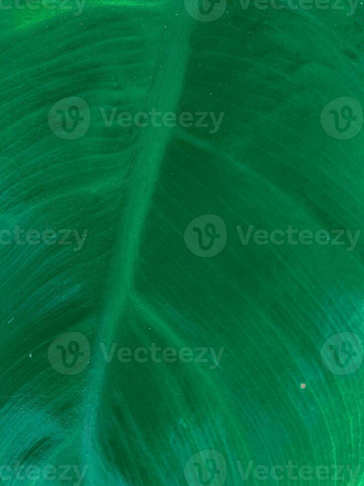 stänga upp topp se av grön blad abstrakt textur för bakgrund foto