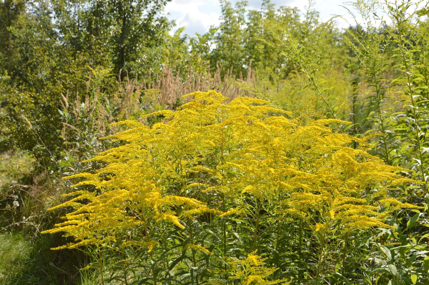 färgade och vildblommor på en grön bakgrund foto