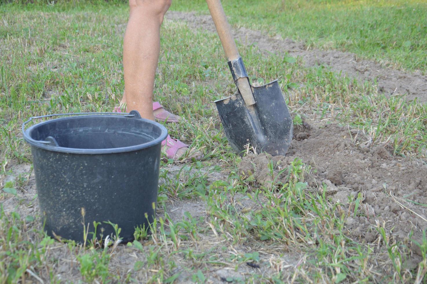 kvinna gräver potatis med en spade i trädgården foto