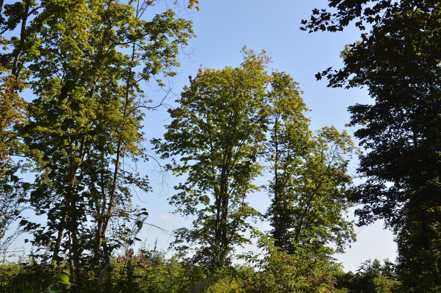 sommar grön skog i solljus foto