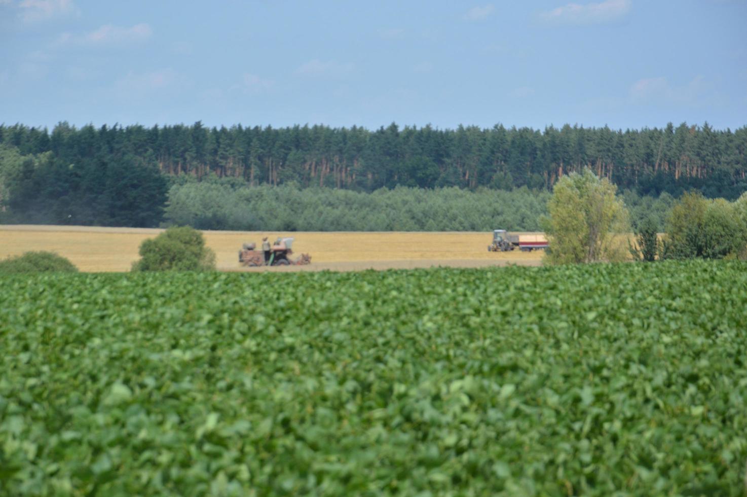 panorama över ett fält med en skördare för skörd foto