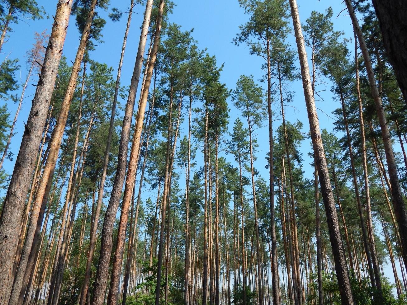 skog landskap träd tapeter trädet foto