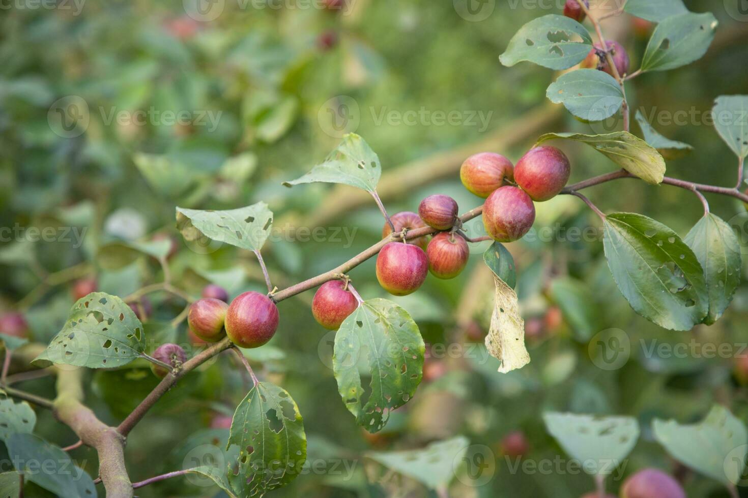 röd jujube frukt eller äpple kul boroi på en gren i de trädgård. grund djup av fält foto
