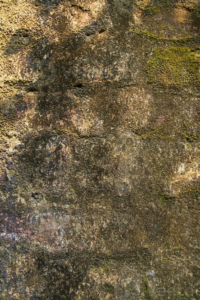 lav svampar grön mossa textur abstrakt bakgrund betong vägg. rostig, grungy, grynig årgång bakgrund foto