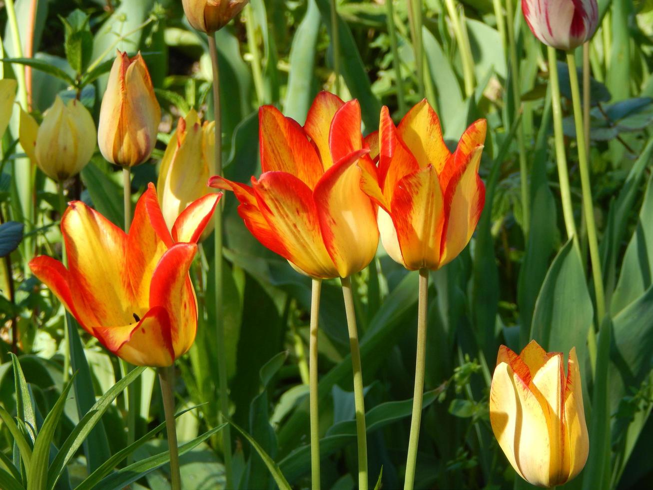 jordbruk som planterar växter och trädgårdsblommor foto