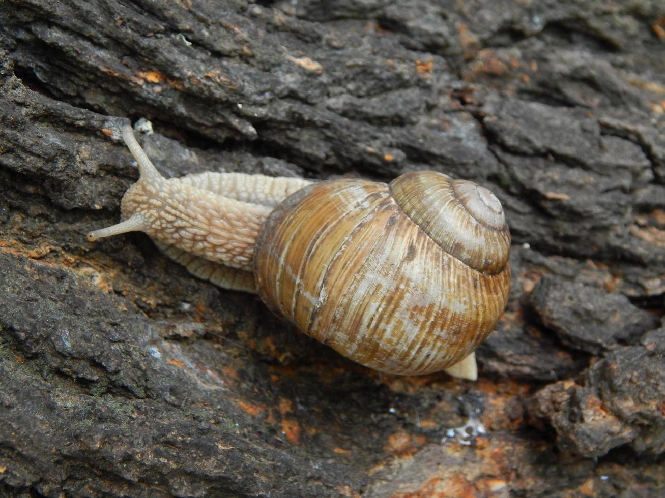 snigel som kryper det gröna gräset i trädgården foto