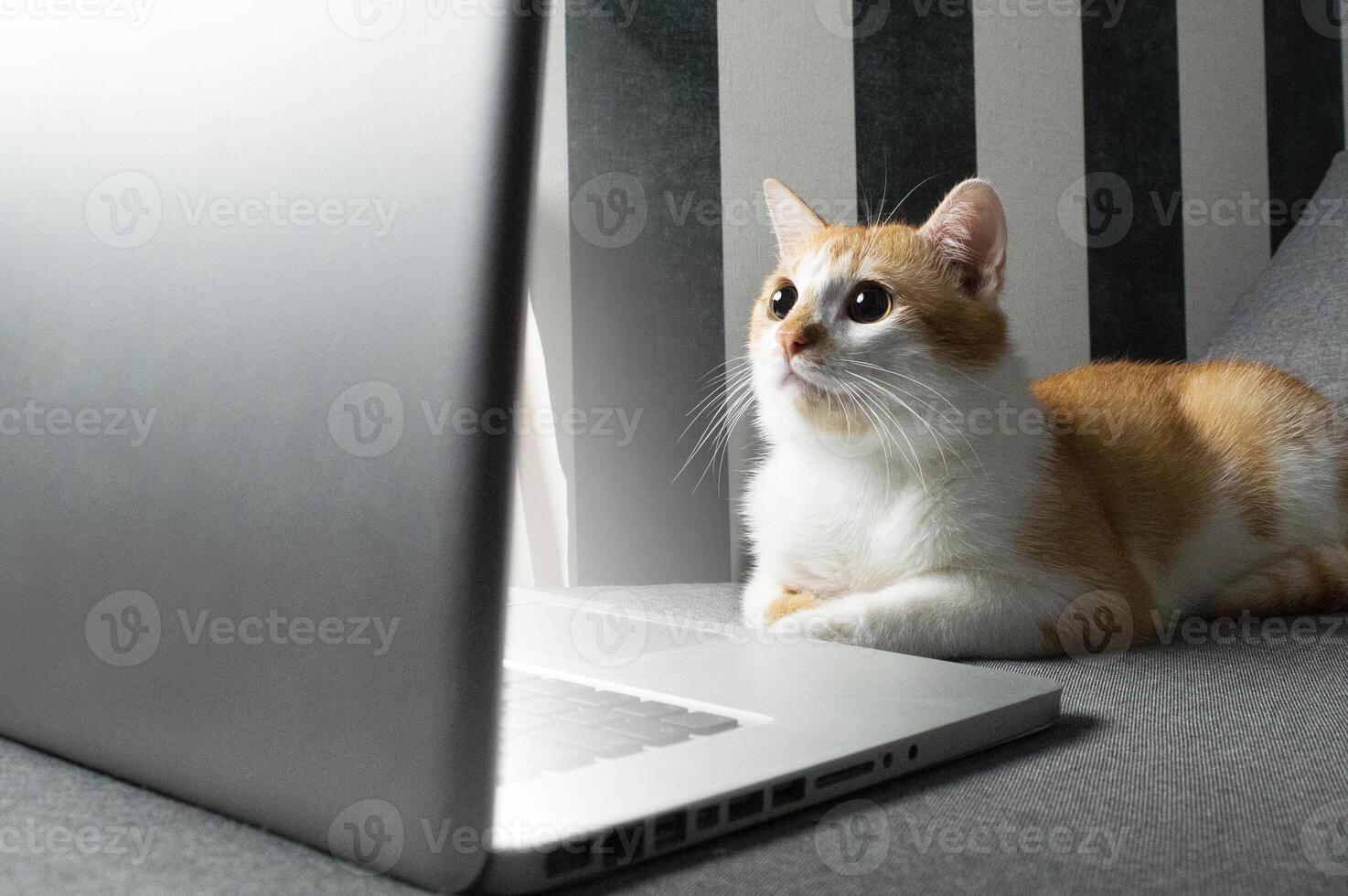 orange katt sitter nära den bärbara datorn och tittar in på skärmen foto