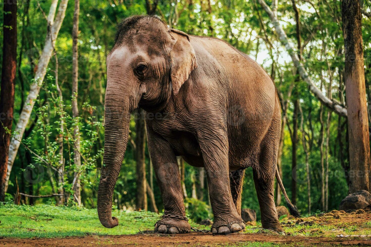 asiatisk elefant på de Zoo i chiang mai i nordlig thailand. foto