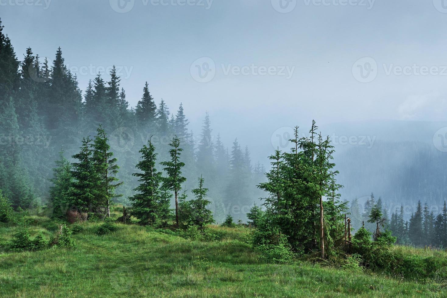 dimmigt karpatiskt bergslandskap med granskog, trädtopparna sticker ut ur dimman foto