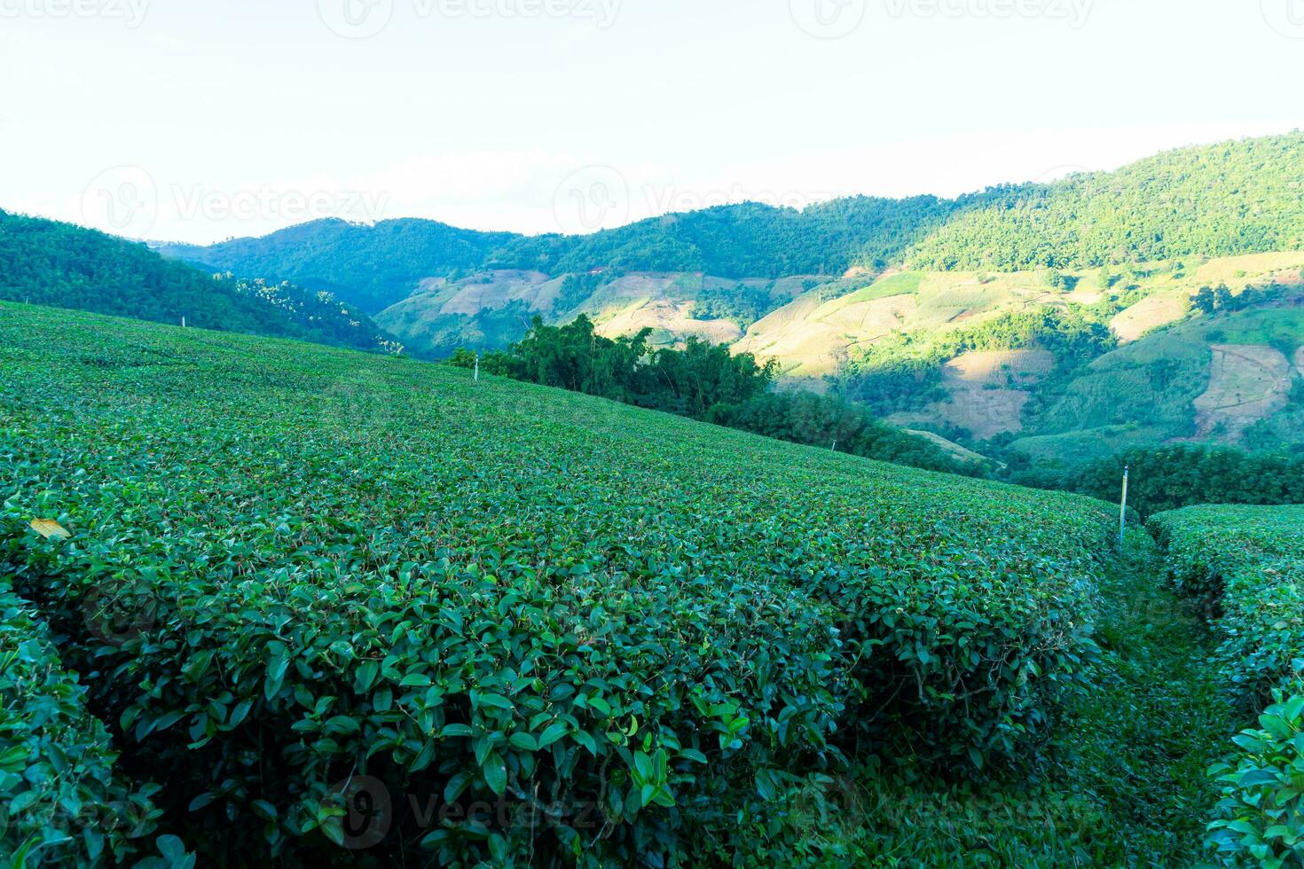 te plantage och grön te plantage foto