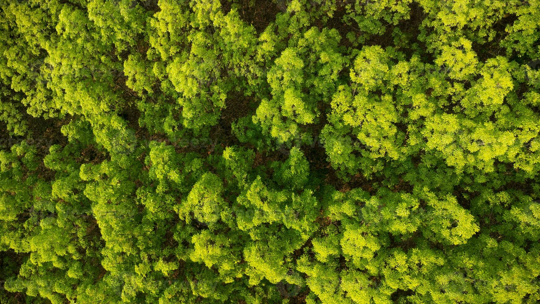 antenn se av en sudd plantage i värma solljus. topp se av sudd latex träd och blad plantage, företag sudd latex lantbruk. naturlig landskap bakgrund. foto