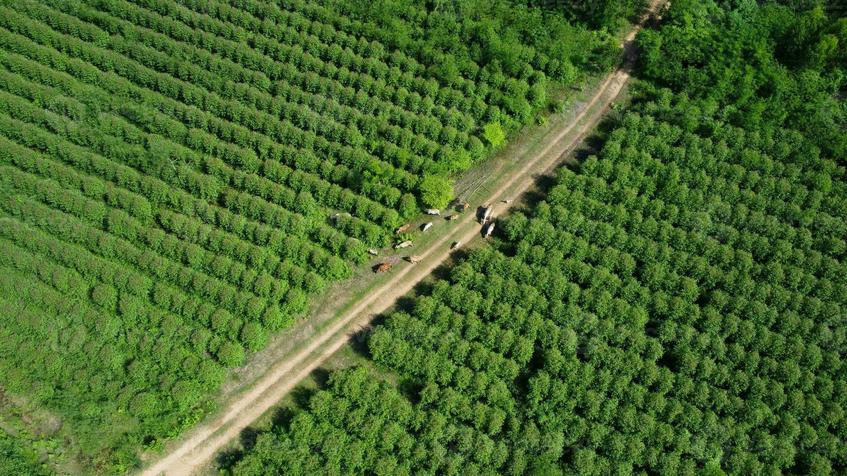 antenn se av en besättning av kor gående på en smuts väg i en lantlig bete i de morgon. skön grön område av jordbruksmark eller eukalyptus plantager med besättningar i de regnig säsong av nordlig thailand. foto