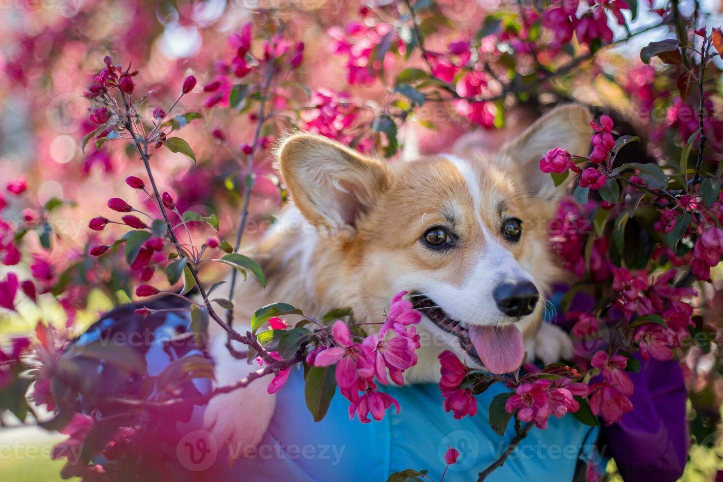 welsh corgi pembroke i främre av en blomning träd foto