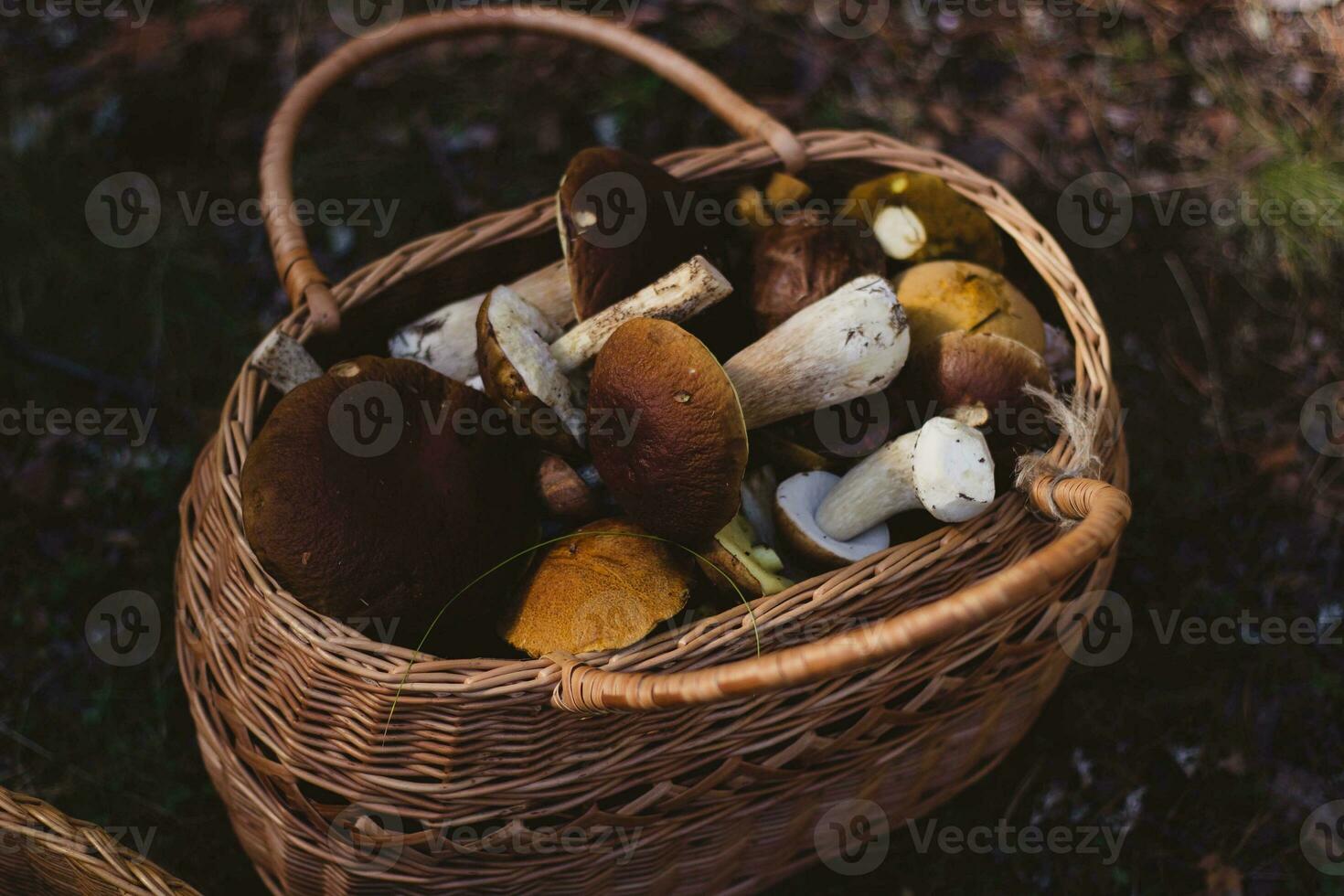 korg av porcini svamp i de skog, höst säsong foto