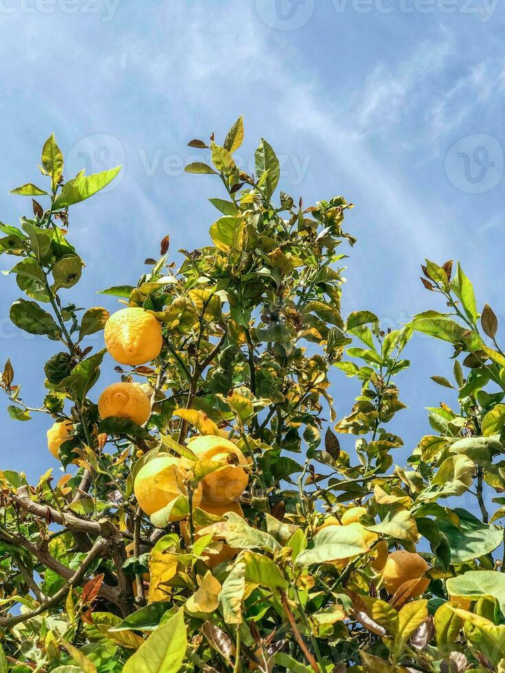 citron- träd med mogen citroner på de bakgrund av blå himmel foto