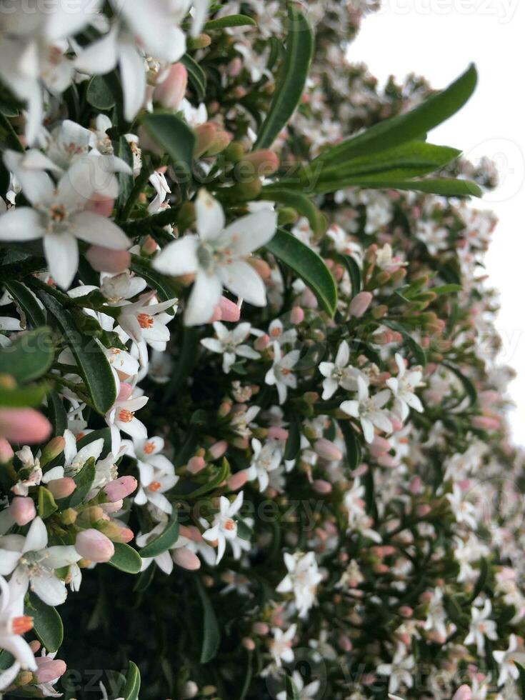 vit och rosa jasmin blommor på en träd i de trädgård foto