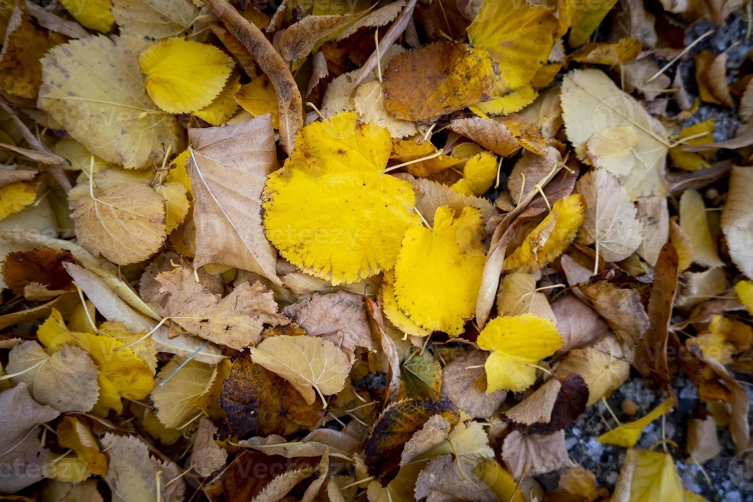 gula blad i gräset foto