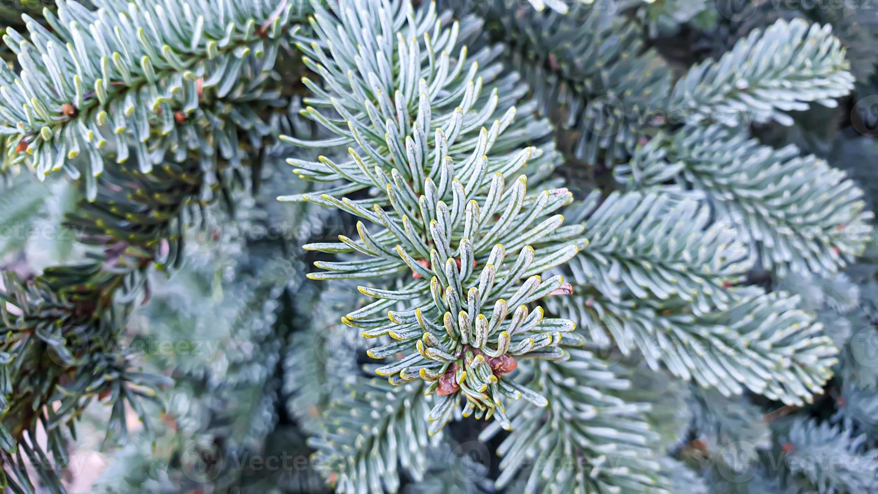 växter på en stenbakgrund. tall-, thuja- och grangrenar. foto