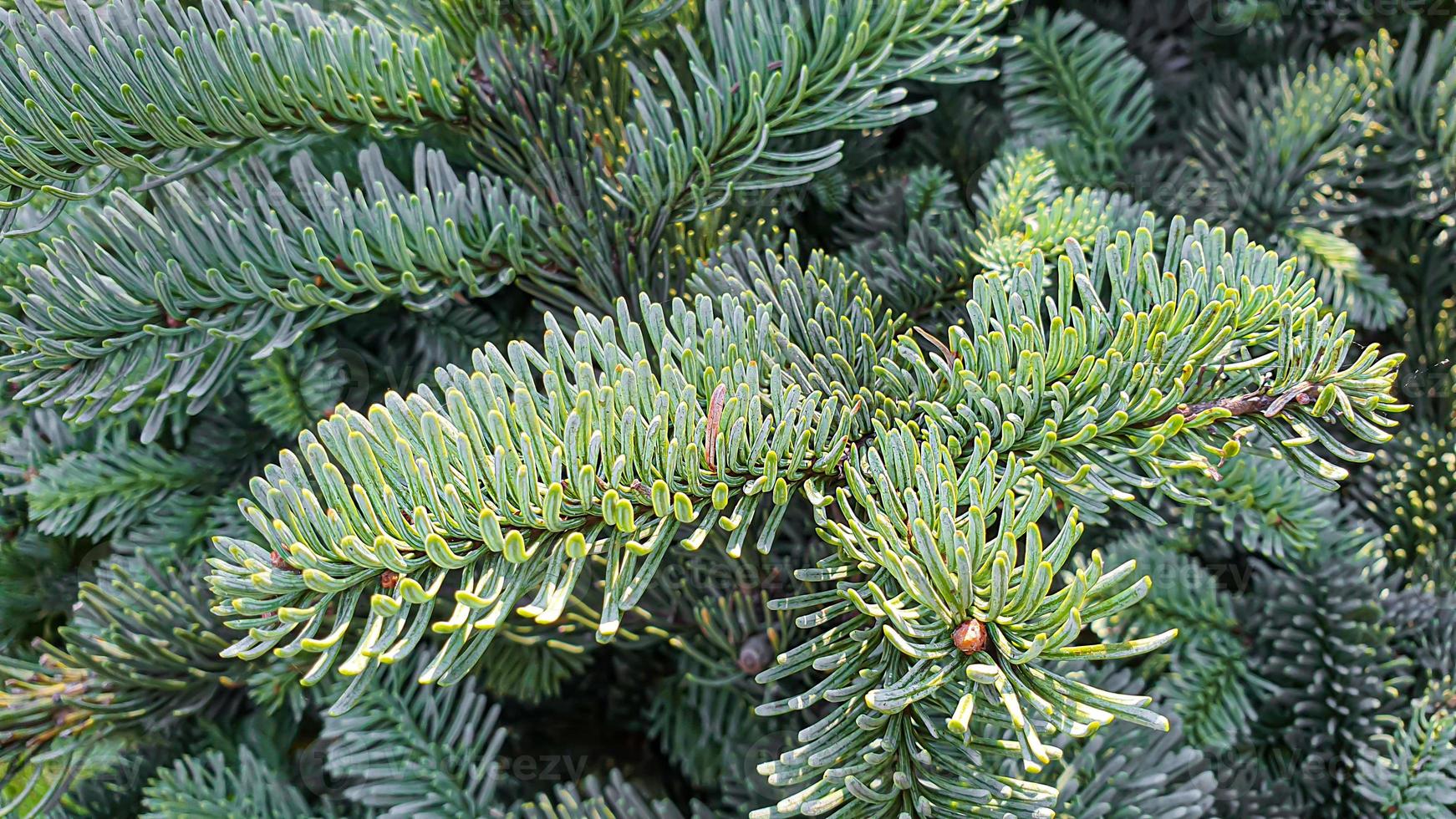 växter på en stenbakgrund. tall-, thuja- och grangrenar. foto