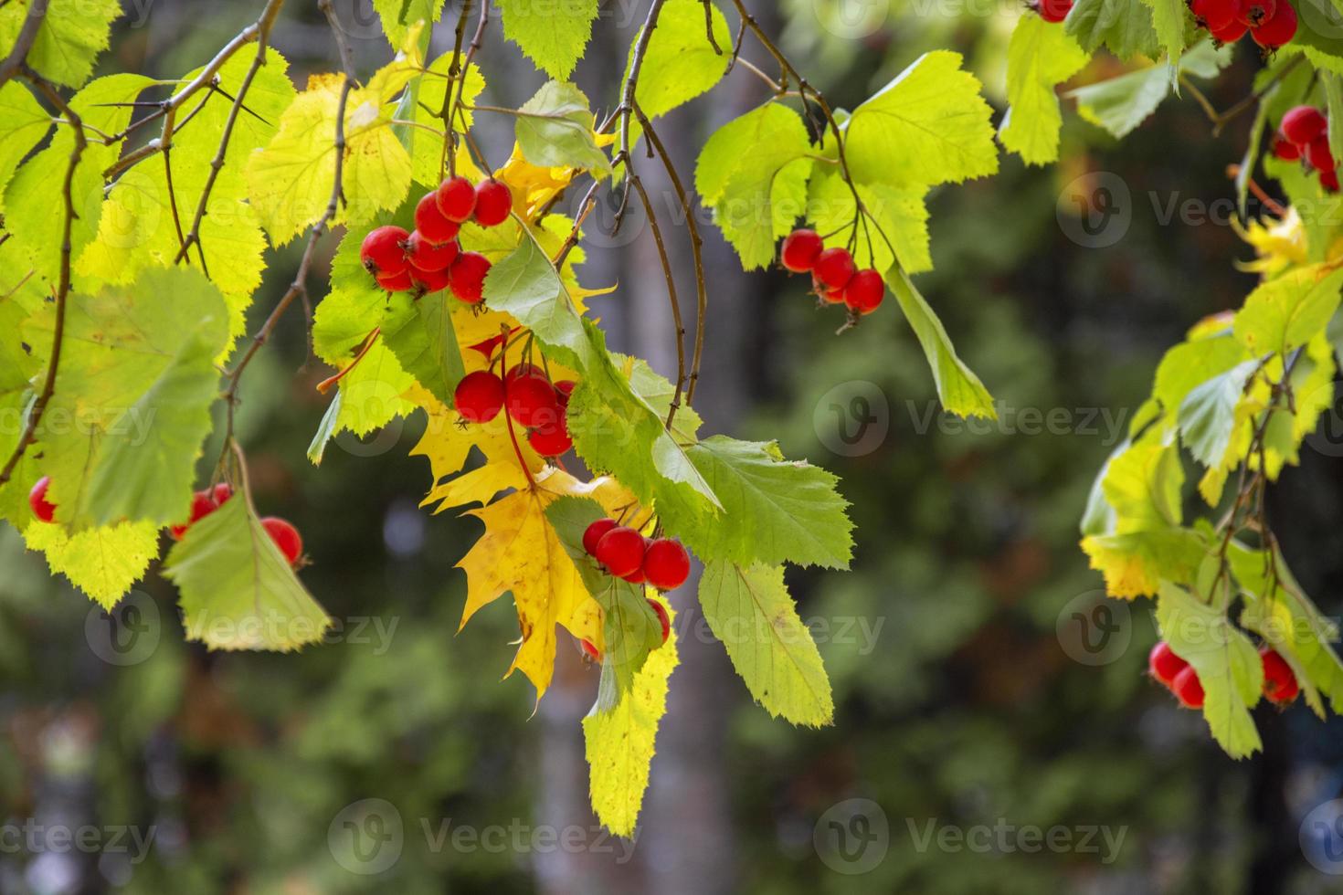 gula löv och röda bär på en suddig bakgrund. höstlandskap. ljus pittoresk höst. foto