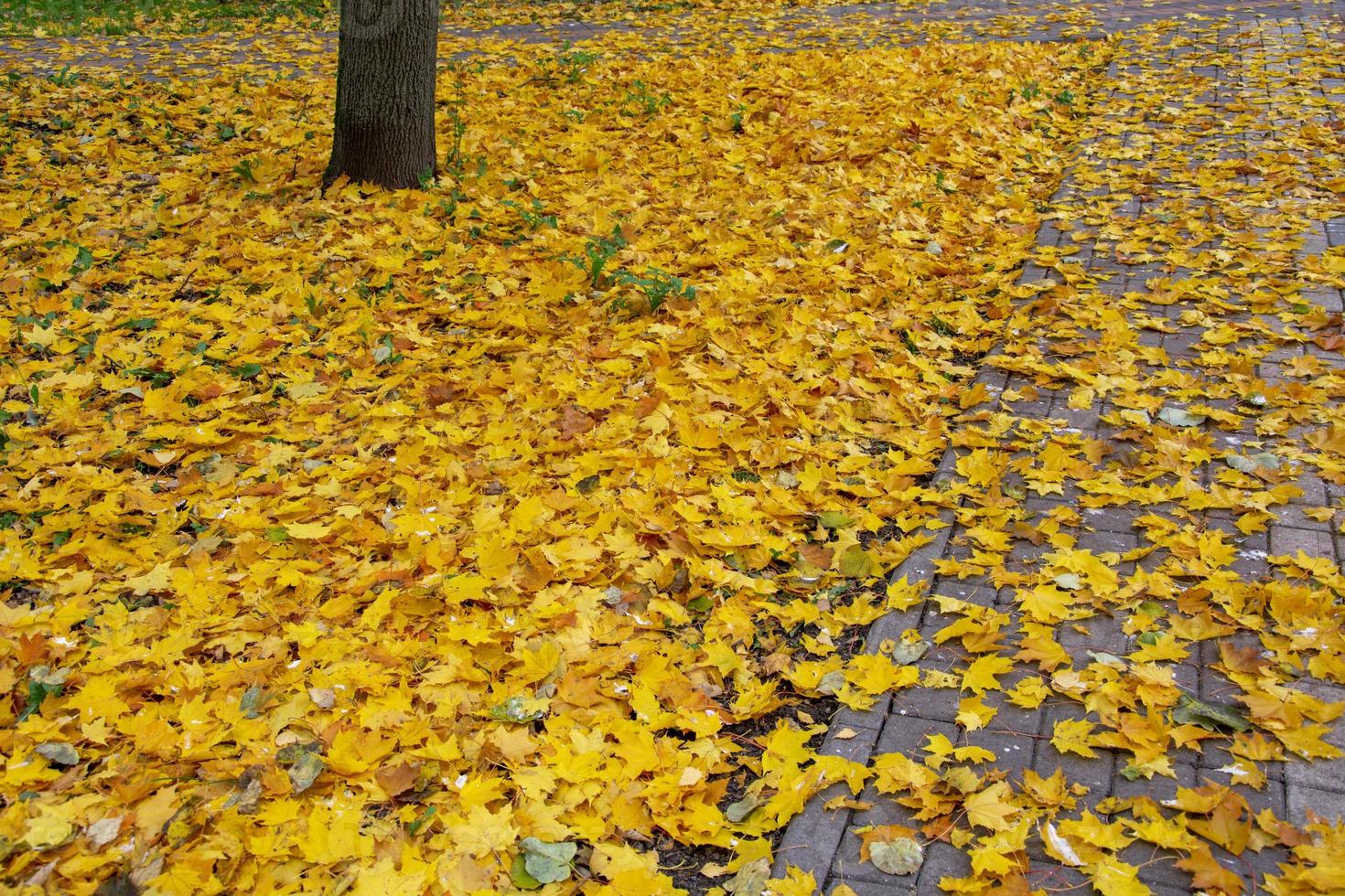 fallna gula löv i parken. ljus höst. höstscen. indisk sommar. foto