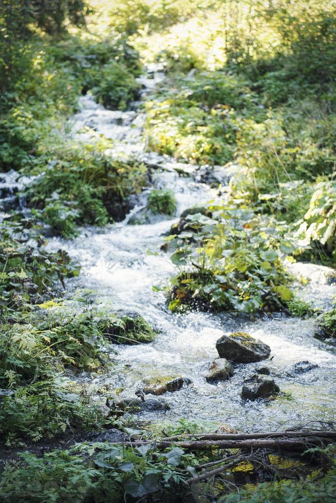 vattenfall flodbäck i grön natur skog foto