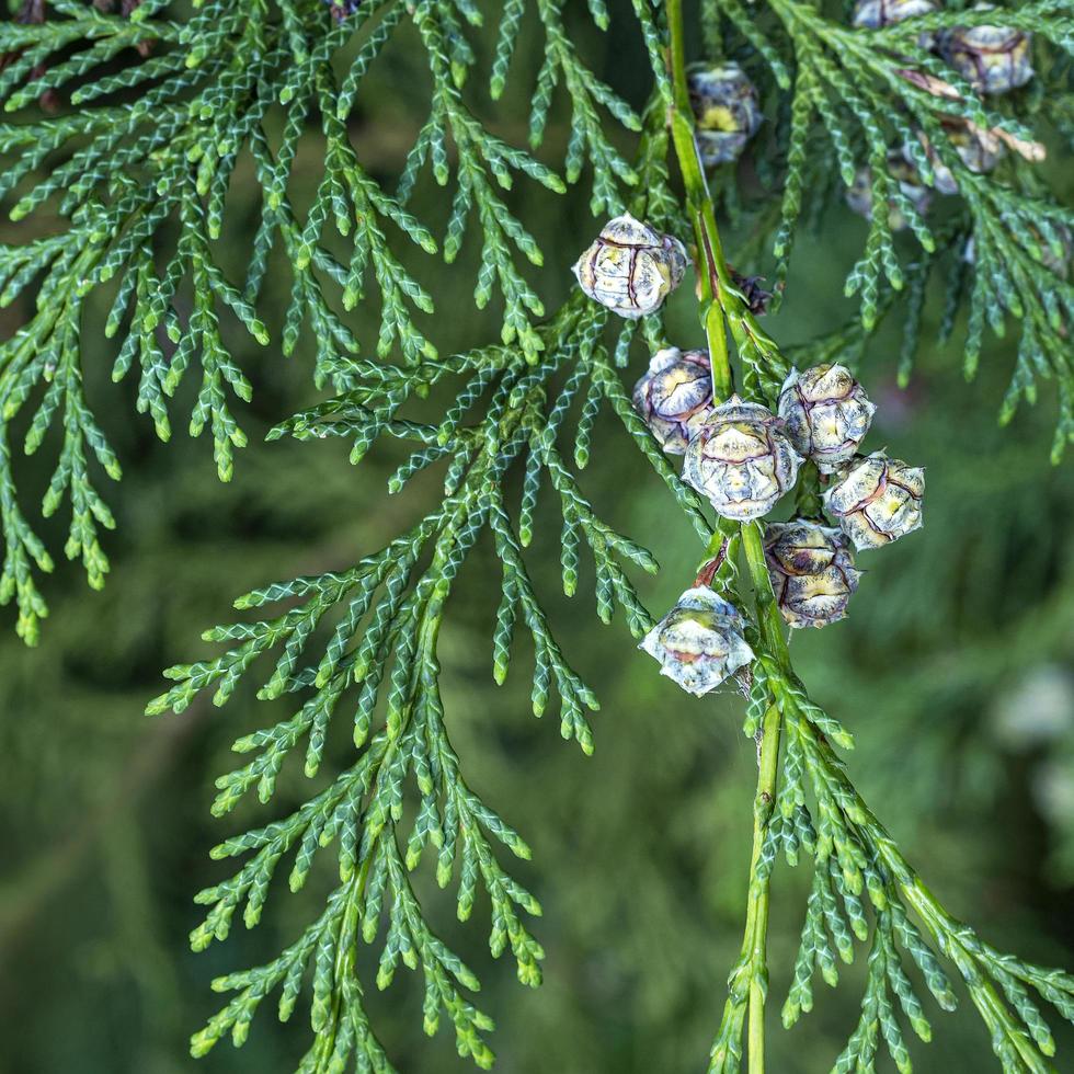 löv och kottar av ett lagson cypress foto