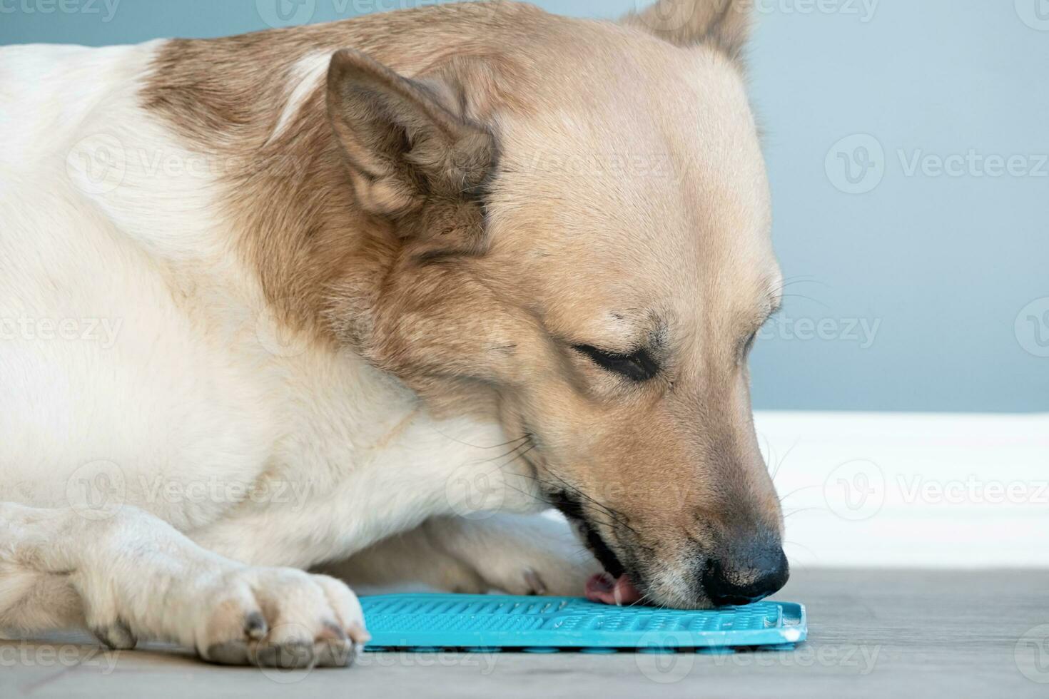 söt hund använder sig av slicka matta för äter mat långsamt foto