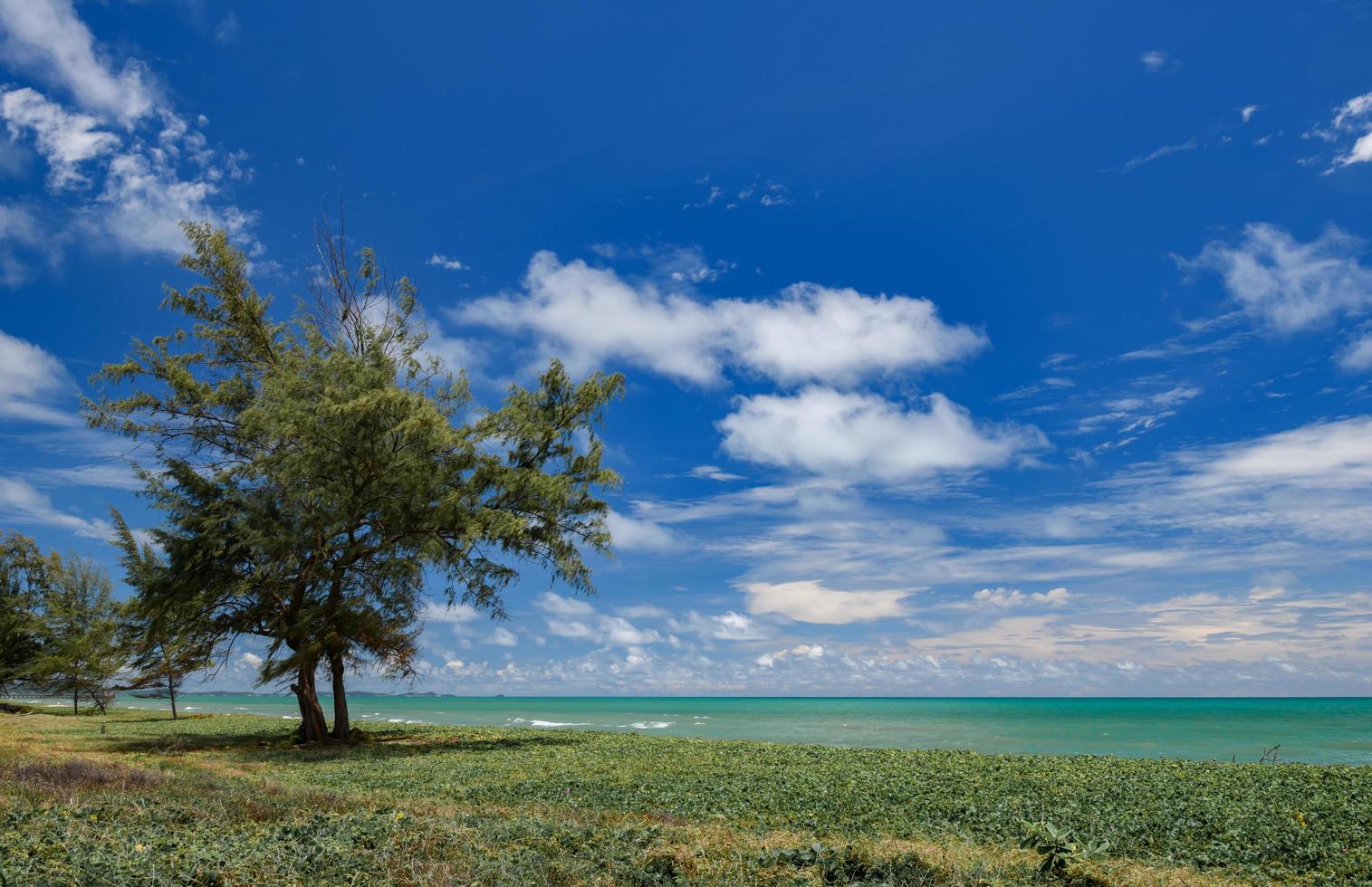 havet scape visa träd äng hav med molnig blå himmel. foto