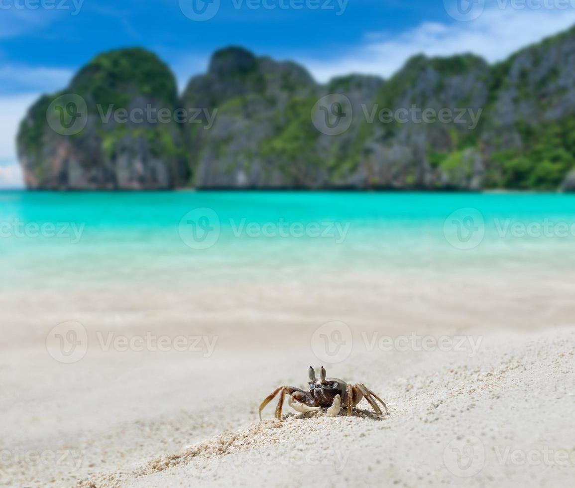 spökkrabba på sandstranden och havet. foto