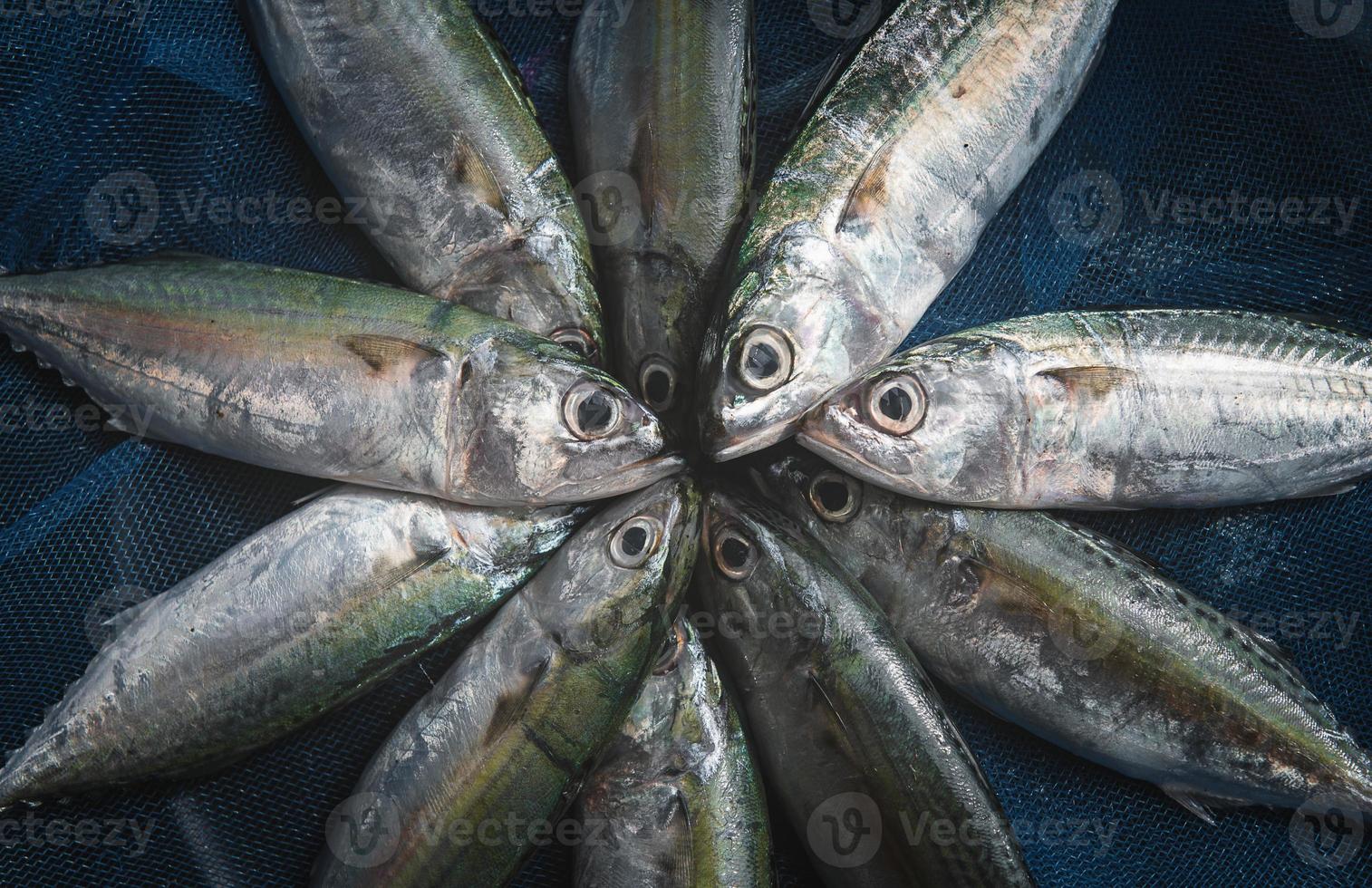 färska makrill sardinfiskar. foto