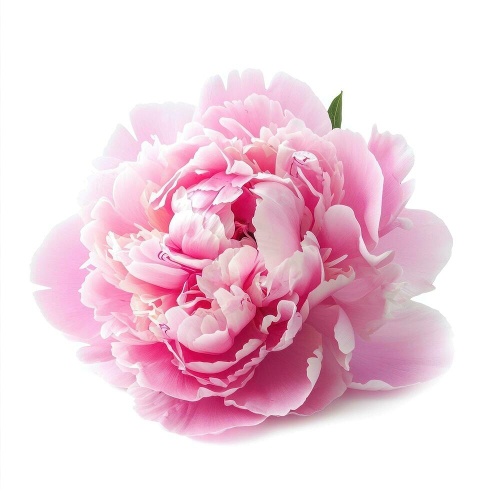 ai genererad rosa pion blomma isolerat foto