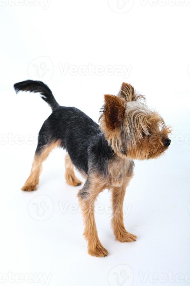 yorkshire terrier på vit bakgrund kort hår foto