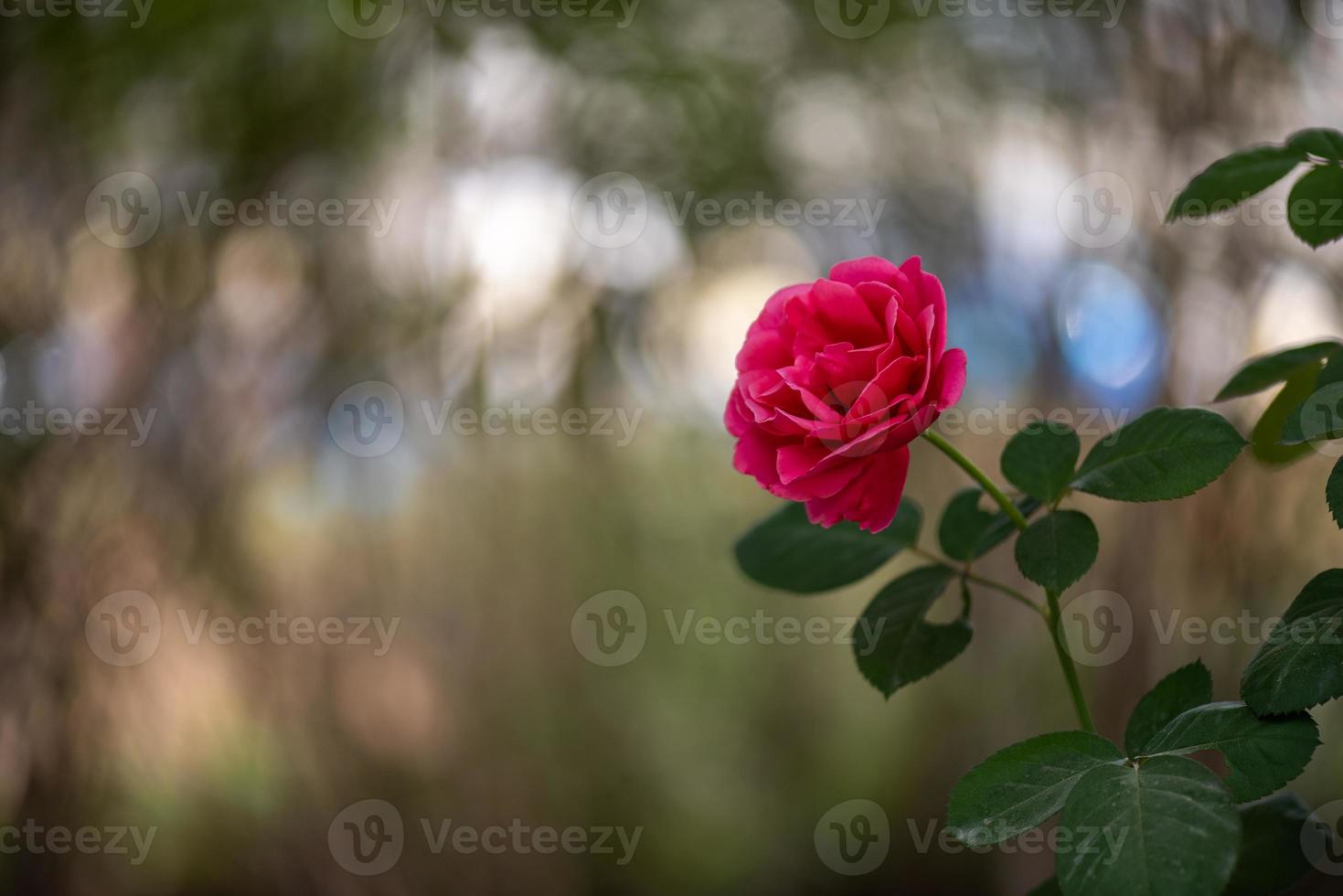 små röda vilda krysantemum i parken foto