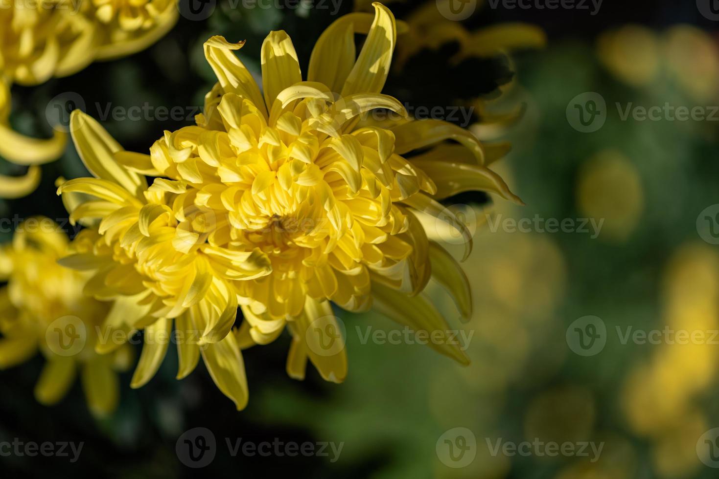 gula krysantemum är i naturen foto