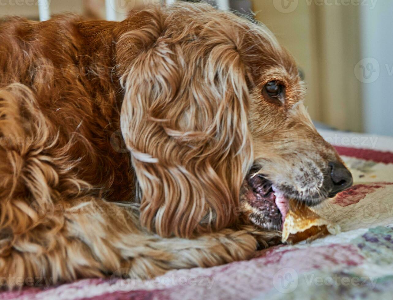 förtjusande röd cockerspaniel spaniel hund äter en gris öra medan liggande på en säng foto