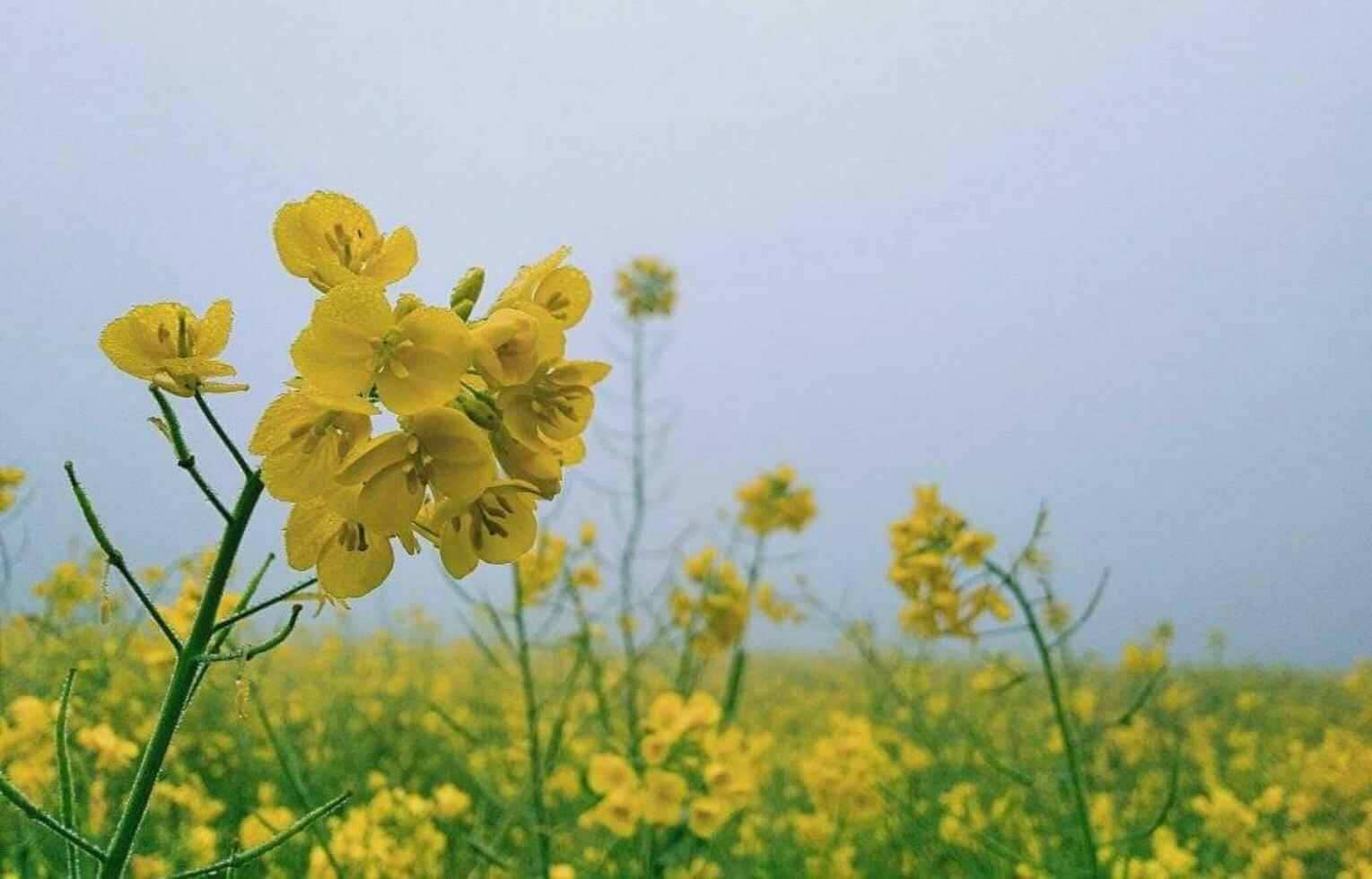 skön blomning blomma foto