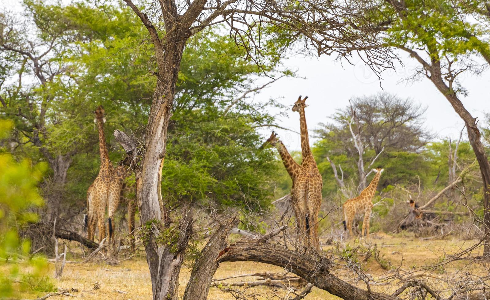 vackra höga majestätiska giraffer kruger nationalpark safari Sydafrika. foto