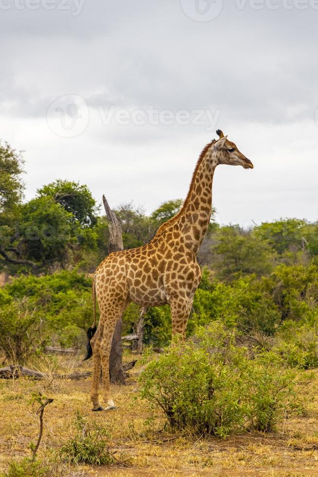 vacker lång majestätisk giraff kruger nationalpark safari Sydafrika. foto