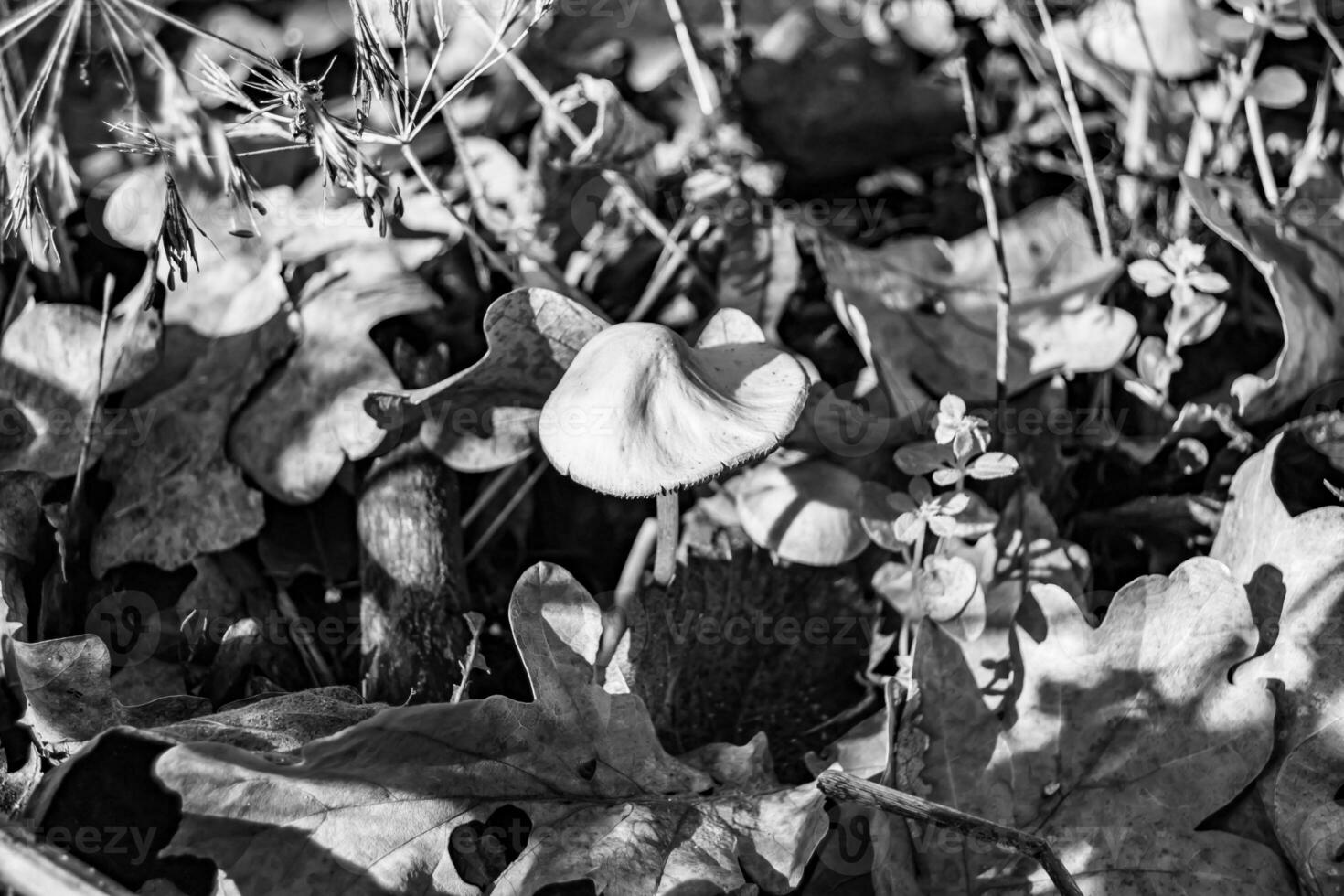 fotografi till tema stor skön giftig svamp i skog på löv bakgrund foto