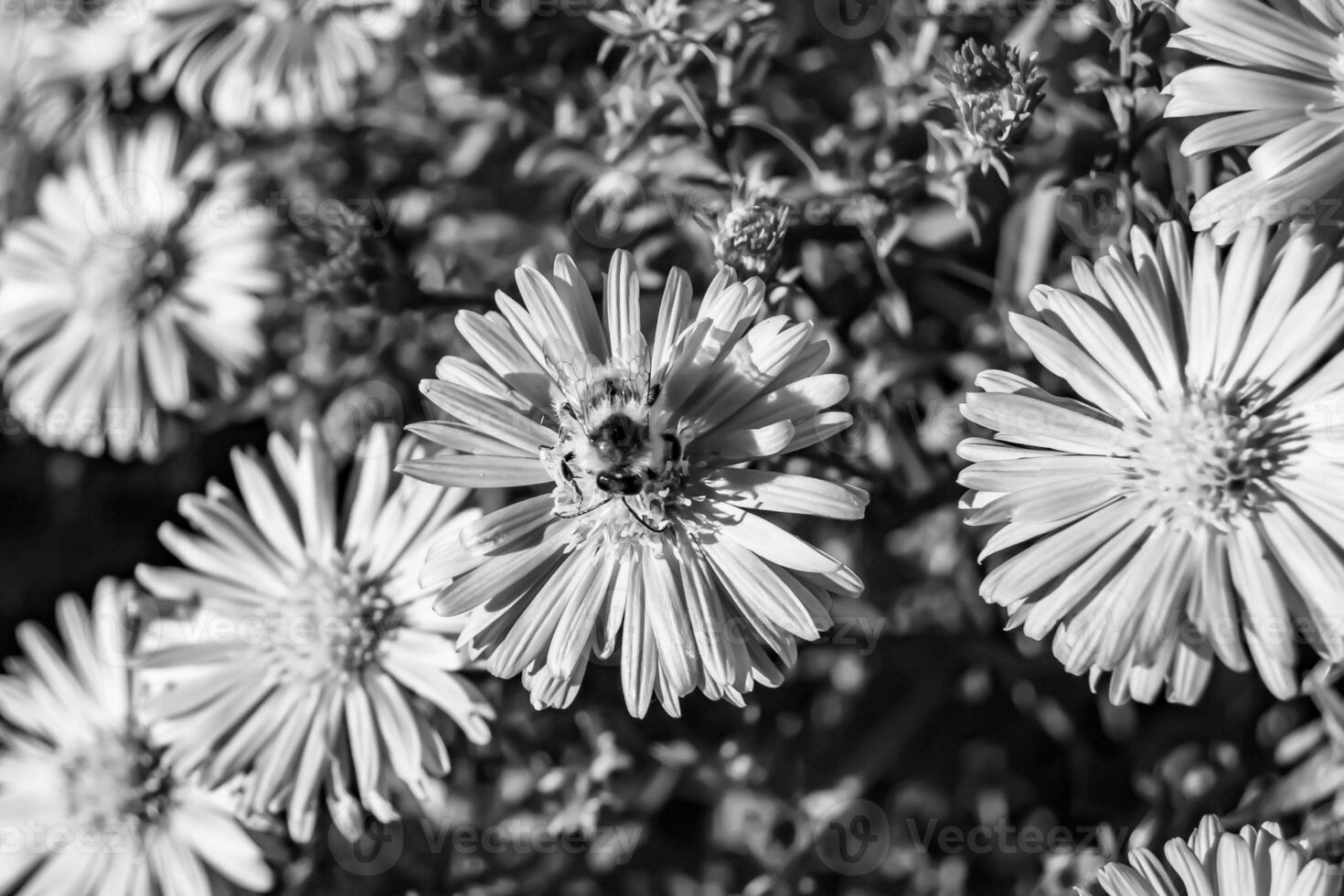 skön vild blomma bevingad bi på bakgrund lövverk äng foto