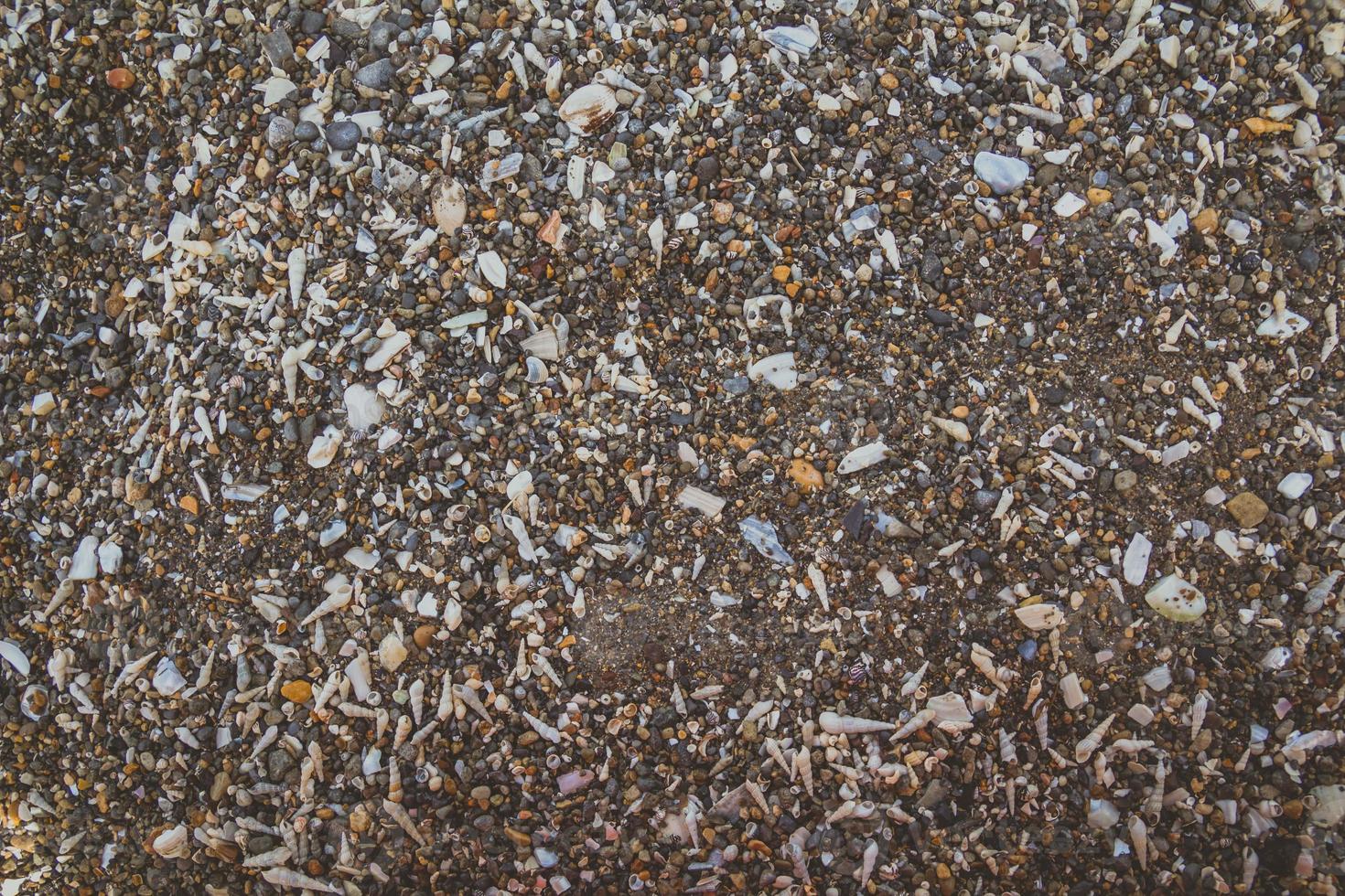litet och stort havsskal och stenar textur bakgrund foto